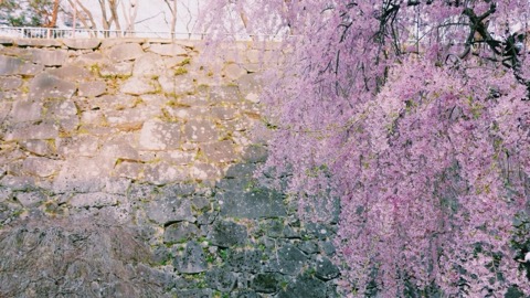 盛岡城跡公園的靜謐時光（岩手縣）