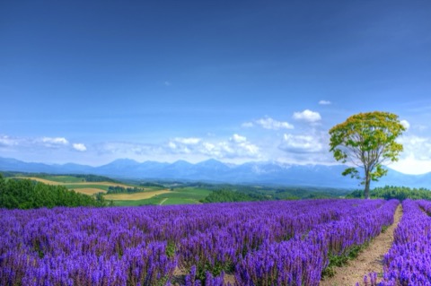 北海道美瑛 七月午後的丘陵色彩（北海道）