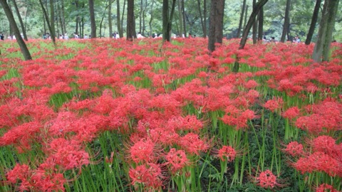埼玉日高市高麗巾著田的彼岸花（埼玉縣）
