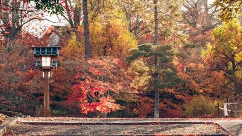 京都府傍晚時分的紅葉風景（近畿的紅葉）