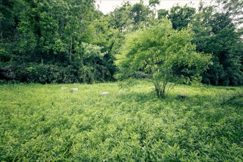 香具山麓的靜謐森林——奈良萬葉之森