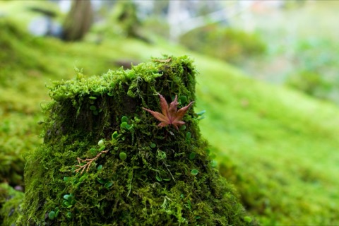 靜謐蒼翠——西芳寺苔寺的寧靜世界（京都府）