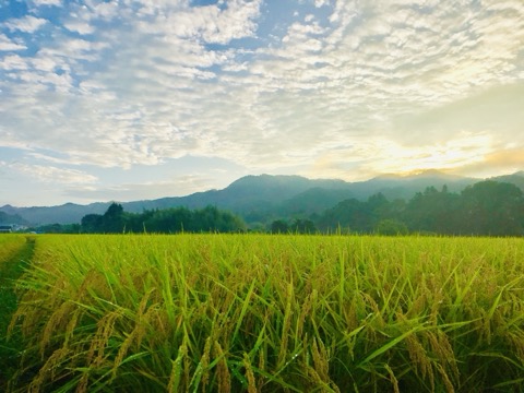 茨城大子產米的夏日田野（茨城縣）
