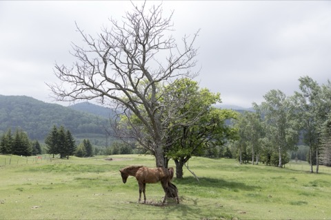 北海道托馬姆的馬（北海道）