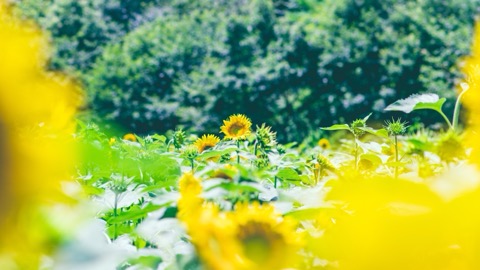 神奈川森林裡的夏日花海（神奈川縣）