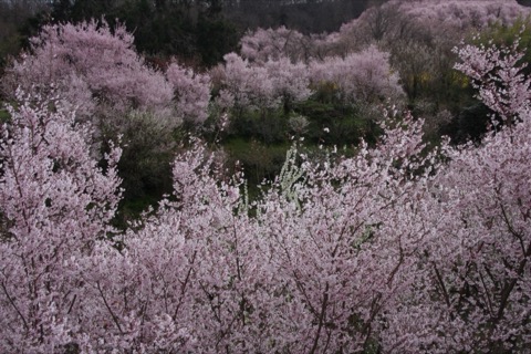 花見山公園的櫻花 福島市渡利的春日風景（福島縣）
