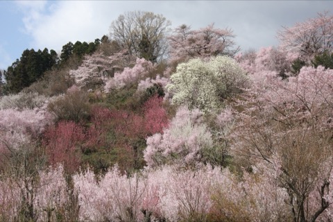 福島花見山公園 一個家族八十年的春日物語（福島縣）