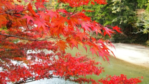 夏井川溪谷 秋色裡的水與石（福島縣）