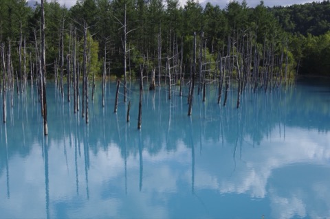 北海道青池的靜謐之美（北海道）