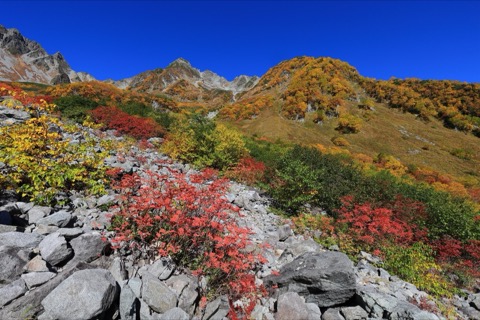 長野縣最上級山巒紅葉風景（紅葉）
