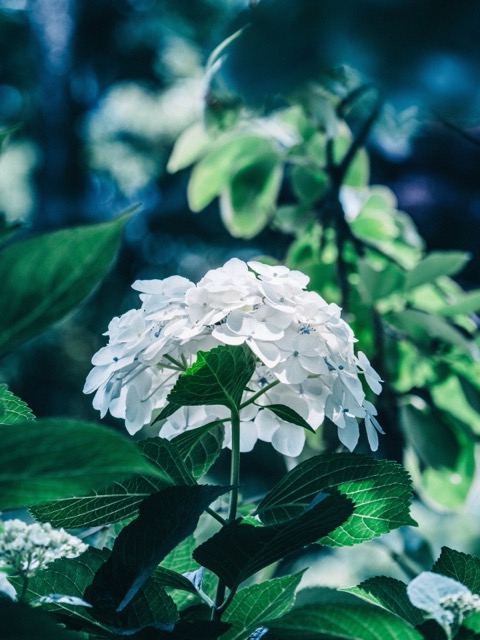 神奈川的六月，紫陽花在雨中綻放（神奈川縣）