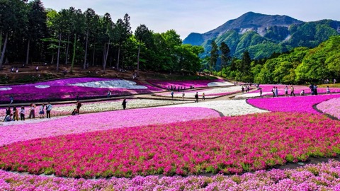 武甲山下的芝櫻花海——埼玉秩父的春日風景（埼玉縣）
