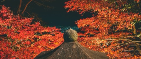 神奈川楓紅景點 燈火闌珊處的秋色（神奈川縣）