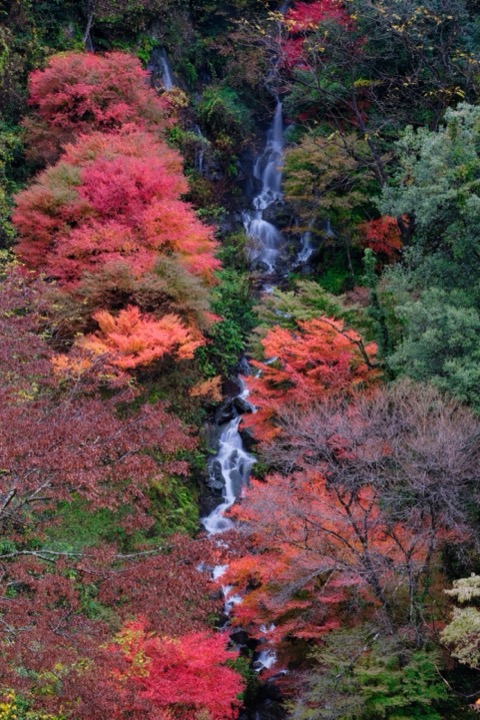 白水之瀧 宮崎椎葉村的平家傳說（宮崎縣）