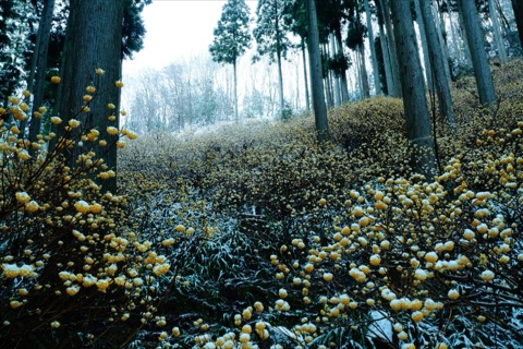 京都春雪晨曦　三椏花海的寧靜時刻