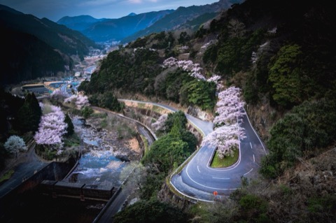 三重 山間水壩 黎明浮現的櫻（三重縣）