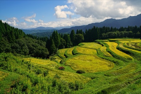 兵庫上山梯田 夏秋交界的山間風景（兵庫縣）