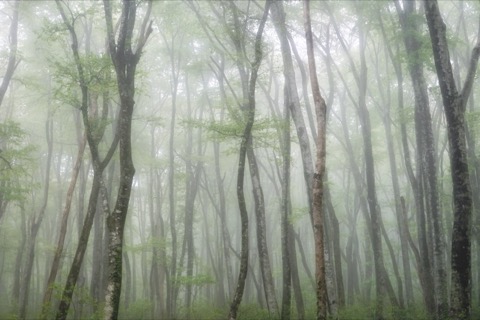 鳥取霧中奧大山 翠綠山毛櫸林的幻想時刻（鳥取縣）