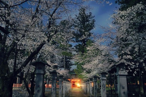 兵庫春夜櫻道 異世界的邀請（近畿的櫻花）