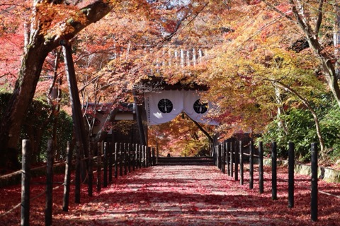 京都光明寺的靜謐時刻（京都府）