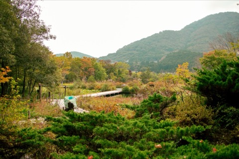 神奈川秋日濕地，水色與草的低鳴（神奈川縣）