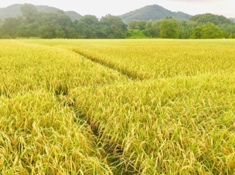 茨城縣大子產米秋季田野風景