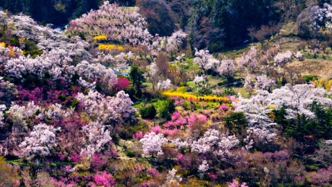 福島春日 花見山的桃源郷時光（福島縣）