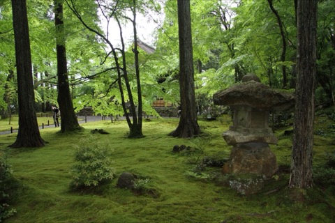 京都大原三千院的苔蘚庭園 靜謐古寺的綠意世界（京都府）