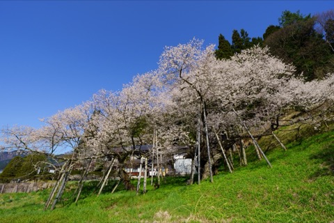 臥龍櫻：岐阜縣的靜謐之美（岐阜縣）