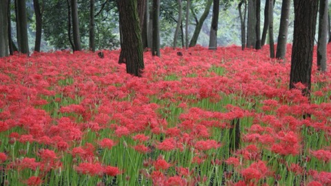 埼玉日高市高麗巾著田（埼玉縣）