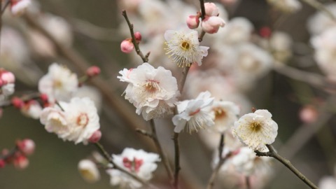 東京日野市　梅花季節的京王百草園（東京都）