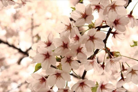 青森弘前公園的櫻花（青森縣）