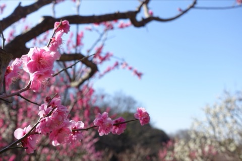 兵庫冬梅三色，保久良神社的靜謐花期（Toru 攝）
