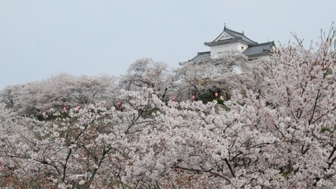 岡山津山城跡鶴山公園的櫻花（岡山縣）