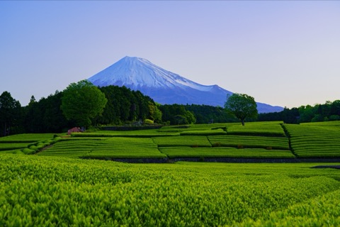 靜岡縣大淵笹場的寧靜風景（靜岡縣）