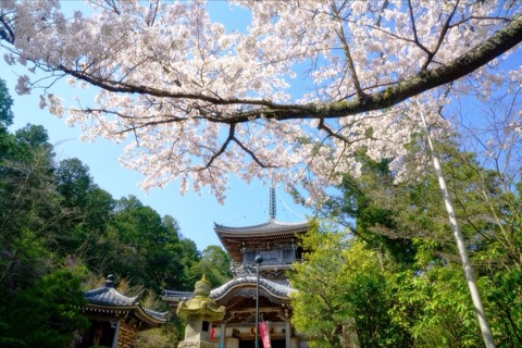 京都如意寺 春日暖陽裡的櫻花時刻（京都府）
