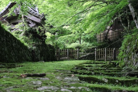 滋賀縣青楓之景（滋賀縣）