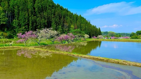 茨城大子產米春日田野（茨城縣）