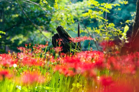 埼玉秋日，一地緋紅（埼玉縣）