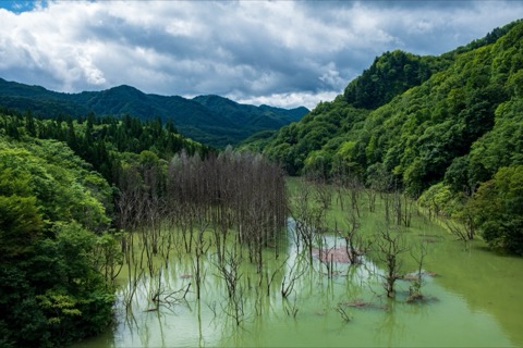 青森津輕湖水下的沈默森林（青森縣）