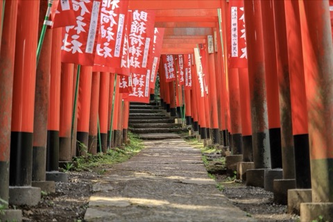 神奈川縣鎌倉千本鳥居的靜謐時光（神奈川縣）