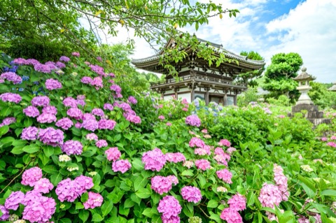 京都四季的觸感——觀音寺的紫陽花（京都府）