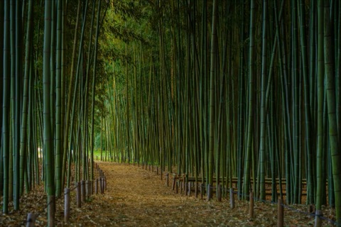 岐阜縣輝夜姫的散步道（岐阜縣）