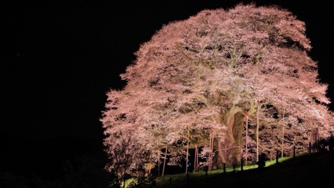 日本一の桜 醍醐桜