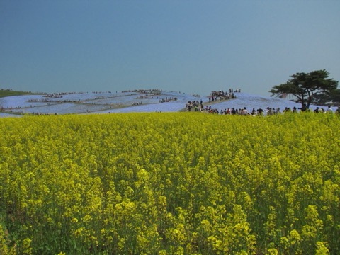 茨城海濱公園 春日花海的靜謐時刻（茨城縣）