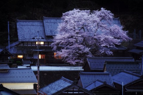 京都海藏寺的櫻花 瓦屋與花朵譜出日本之美（近畿的櫻花）