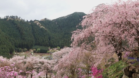 花開滿寺 東京秋留野的龍珠院（東京都）