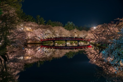 青森弘前公園櫻花夜間點燈景緻二〇二一（青森縣）