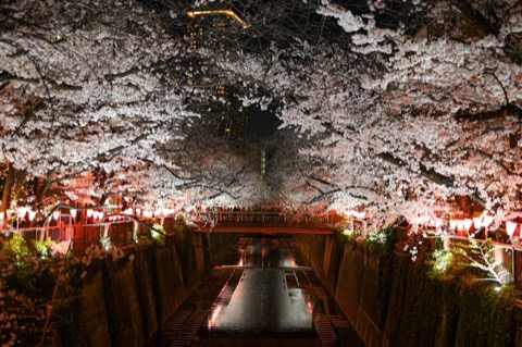 目黑川櫻花祭　四年後重啟的春日約定（東京都）