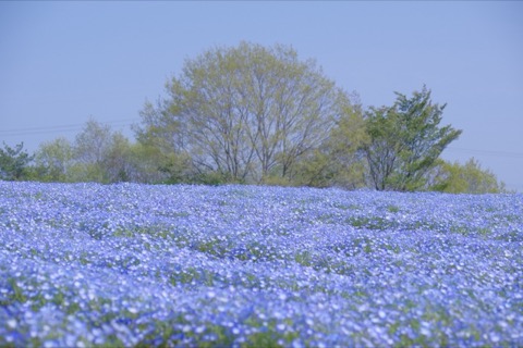 廣島花夢之裡 藍色波浪漫過丘陵